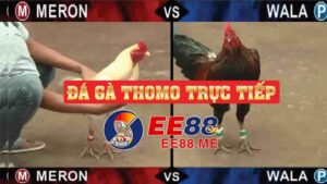 Đá gà trực tiếp thomo: Khám phá thế giới trường gà đẳng cấp cùng Ee88 3 Đá gà trực tiếp thomo hôm nay mới nhất