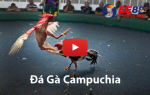 Trực tiếp đá gà Đá gà Campuchia hôm nay tại Ee88 5 Xem đá gà Campuchia trực tiếp hôm nay mới nhất